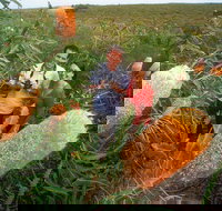 Best of Perth Wildflower Season Day Trip - Hervey Bay Accommodation