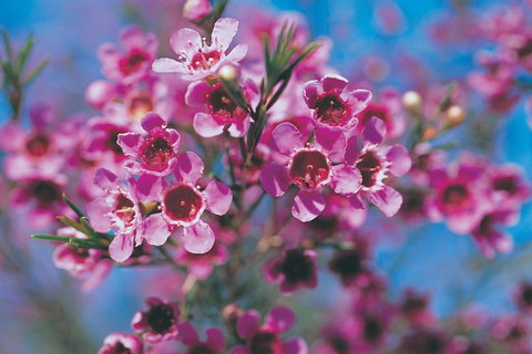 Best Of Perth Wildflower Season Day Trip - Hervey Bay Accommodation 1