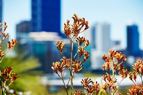 Best Of Perth Wildflower Season Day Trip - Hervey Bay Accommodation 4