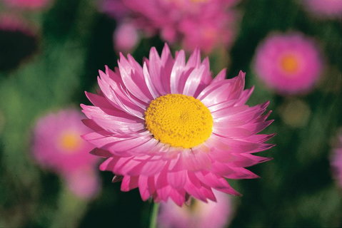 Best Of Perth Wildflower Season Day Trip - Hervey Bay Accommodation 5