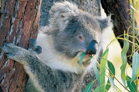 Pinnacle Desert Sunset And Night-time Stargazing Tour From Perth - Tourism Hervey Bay 4