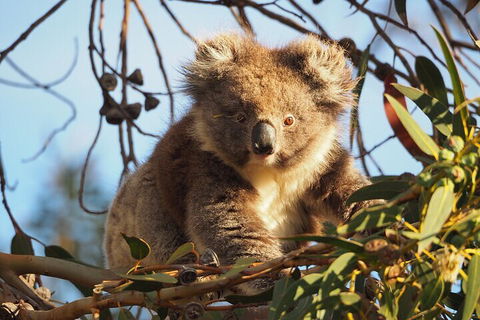 2-Hour Koala Walking Tour In Kangaroo Island - Hervey Bay Accommodation 0