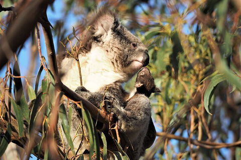 2-Hour Koala Walking Tour In Kangaroo Island - Hervey Bay Accommodation 1