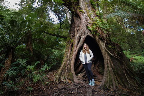Great Ocean Road Small-Group Ecotour From Melbourne - Tourism Hervey Bay 4