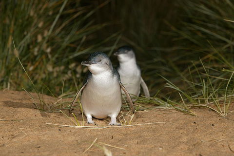 Phillip Island Penguin, Brighton Beach, Moonlit Sanctuary From Melbourne - Tourism Hervey Bay 2