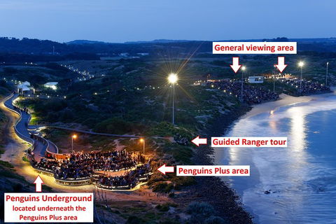 Phillip Island Penguin, Brighton Beach, Moonlit Sanctuary From Melbourne - Tourism Hervey Bay 4