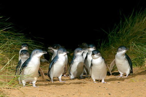 Phillip Island Penguin, Brighton Beach, Moonlit Sanctuary From Melbourne - Tourism Hervey Bay 5