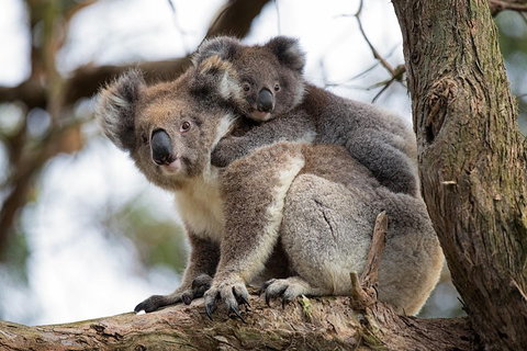 Great Ocean Road Sunset Tour From Melbourne - Hervey Bay Accommodation 0