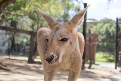 Currumbin Wildlife Sanctuary General Entry Ticket - Hervey Bay Accommodation 2