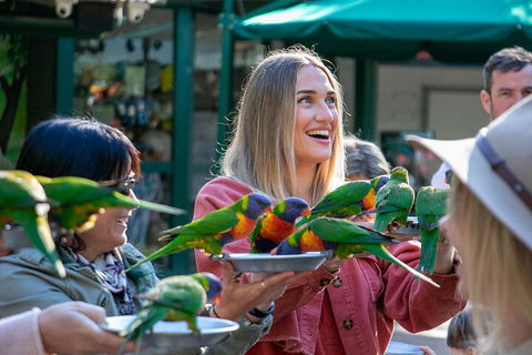 Currumbin Wildlife Sanctuary General Entry Ticket - Hervey Bay Accommodation 3