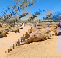 West MacDonnell Ranges Half-Day Small-Group Tour with Camel Ride - Tourism Hervey Bay
