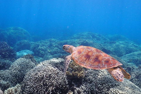 Calypso Outer Great Barrier Reef Cruise From Port Douglas - Tourism Hervey Bay 2