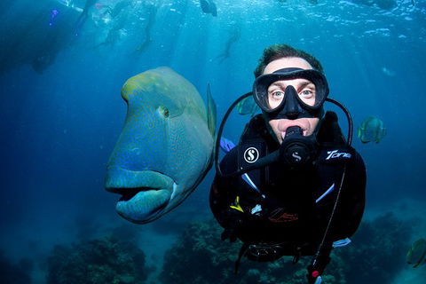 Full Day Reef Cruise Including 10 Minute Heli Scenic Flight: Get High Package - Hervey Bay Accommodation 1