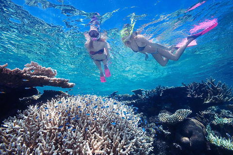 Great Barrier Reef Scenic Helicopter Tour And Cruise From Cairns - Tourism Hervey Bay 3