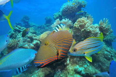 Fly To Green Island - Cruise Return - Hervey Bay Accommodation 1