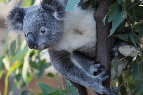 Sydney Attractions Pass: SEA LIFE Aquarium, Sydney Tower Eye, WILD LIFE Zoo And Madame Tussauds - Tourism Hervey Bay 2