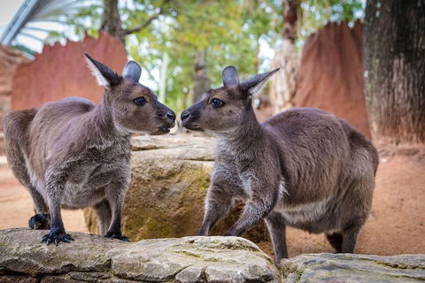 Sydney Attractions Pass: SEA LIFE Aquarium, Sydney Tower Eye, WILD LIFE Zoo And Madame Tussauds - Tourism Hervey Bay 5