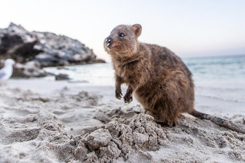 Fremantle To Rottnest Island Roundtrip Ferry Ticket - Hervey Bay Accommodation 1