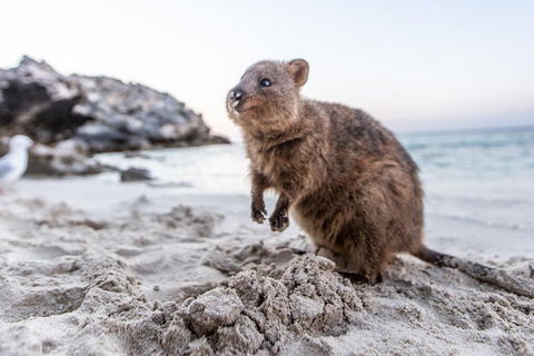 Rottnest Island All-Inclusive Grand Island Tour From Fremantle - Tourism Hervey Bay 2