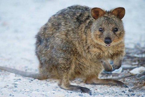 Perth To Rottnest Island Roundtrip Ferry Ticket - Hervey Bay Accommodation 3