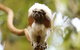 Breakfast With The Koalas At Hartley's Crocodile Park From Cairns Or Palm Cove - thumb 3