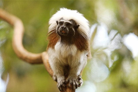 Breakfast With The Koalas At Hartley's Crocodile Park From Cairns Or Palm Cove - Hervey Bay Accommodation 3