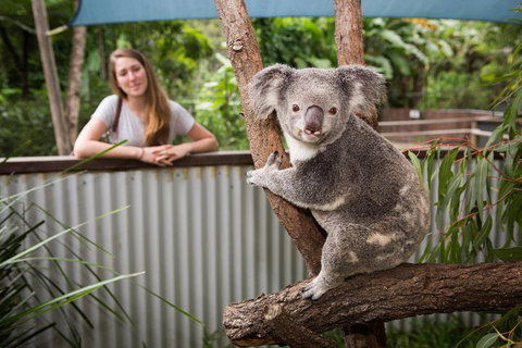 Breakfast With The Koalas At Hartley's Crocodile Park From Cairns Or Palm Cove - Hervey Bay Accommodation 5