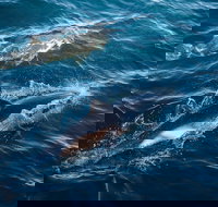 Sydney Whale-Watching Cruise - Hervey Bay Accommodation