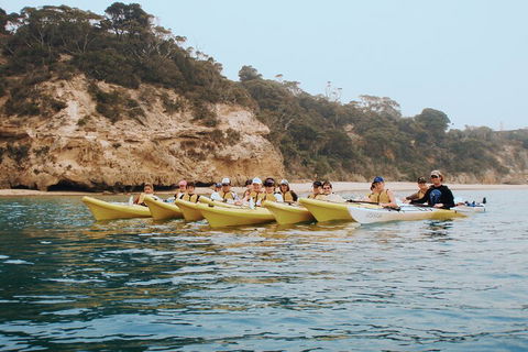 Mornington Peninsula Kayak Coastline Tour Of Dolphin Sanctuary - Hervey Bay Accommodation 4