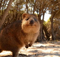 Wave Rock  Rottnest Island - Air  Ground Tour - Hervey Bay Accommodation