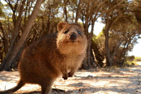 Wave Rock & Rottnest Island - Air & Ground Tour - Hervey Bay Accommodation 0