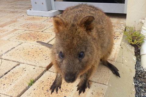 Wave Rock, Pinnacles And Rottnest One Day Aeroplane Tour - Hervey Bay Accommodation 0