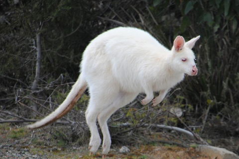 Small-Group Day Trip From Hobart To Bruny Island - Tourism Hervey Bay 2