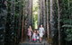 The Original Day Tour To Paronella Park, Lake Barrine And Millaa Millaa Falls - thumb 1