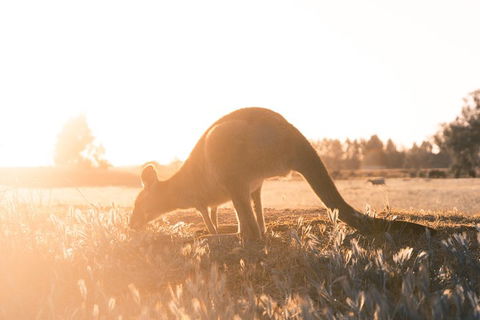 Small Group - 12 Apostles, Otways & Great Ocean Road Day Tour From Melbourne - Tourism Hervey Bay 0