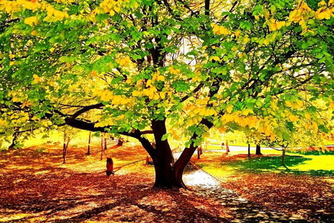 Hobart Half-Day Sightseeing Coach Tram Tour - Hervey Bay Accommodation 3