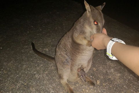 Private Tour To Paronella Park, Historic Village Herberton And Wild Life Wallaby - Hervey Bay Accommodation 0