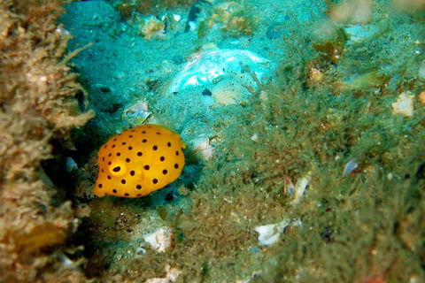 Wave Break Island Scuba Diving On The Gold Coast - Tourism Hervey Bay 3