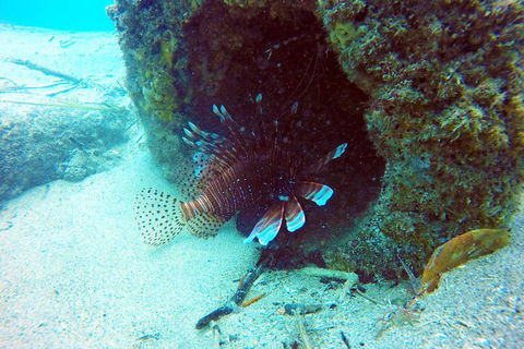 Wave Break Island Scuba Diving On The Gold Coast - Tourism Hervey Bay 5