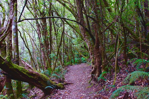 Kunanyi / Mt. Wellington Guided Hiking Tour - Hervey Bay Accommodation 2