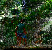 Full Day Daintree Rainforest and Mossman Gorge Tour - Hervey Bay Accommodation