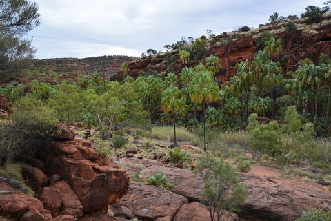 Palm Valley And Hermannsburg 1 Day 4WD Tour - Hervey Bay Accommodation 4