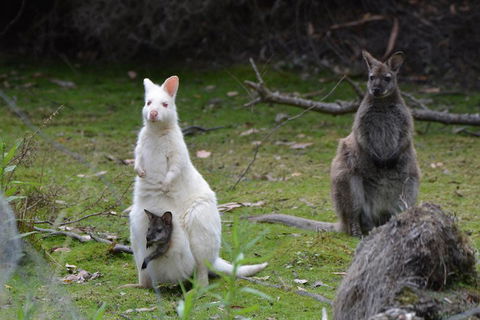 Full-Day Guided Bruny Island Tour From Hobart - Hervey Bay Accommodation 0