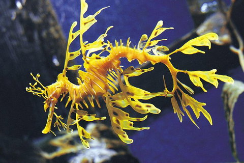 SEA LIFE Melbourne Aquarium Admission Ticket - Hervey Bay Accommodation 0