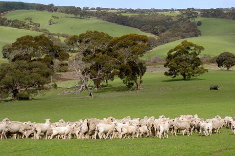 Kangaroo Island Luxury Small Group 'Island Life' Full Day Tour - Hervey Bay Accommodation 1