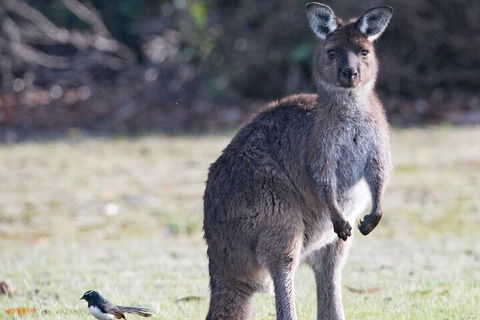Kangaroo Island Luxury Small Group 'Island Life' Full Day Tour - Hervey Bay Accommodation 2