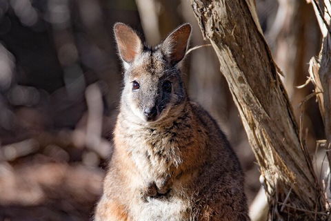 Kangaroo Island Luxury Small Group 'Island Life' Full Day Tour - Hervey Bay Accommodation 3
