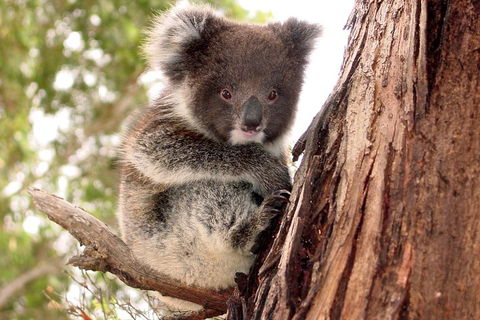 Kangaroo Island Luxury Small Group 'Island Life' Full Day Tour - Hervey Bay Accommodation 4