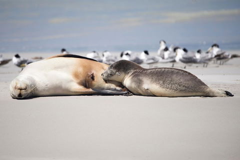 Kangaroo Island Luxury Small Group 'Island Life' Full Day Tour - Hervey Bay Accommodation 5