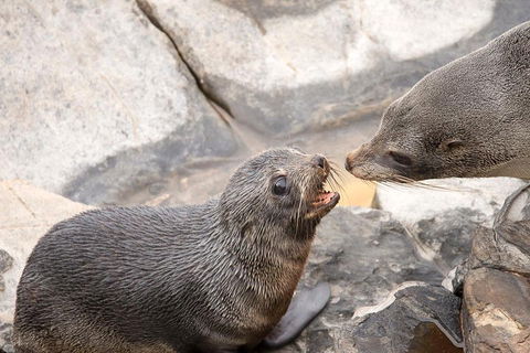 Kangaroo Island Luxury Small Group 'Flinders Chase Focus' Full Day Tour - Hervey Bay Accommodation 2